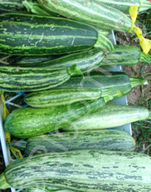 Cucurbita pepo 'Costata Romanesco'